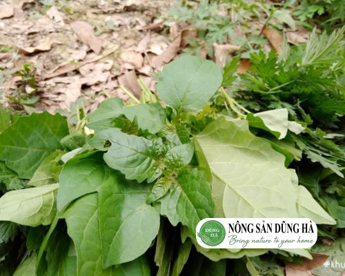 cong-dung-cua-rau-tam-bop-tang-cuong-he-mien-dich