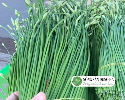 nguon-goc-va-phan-bo-cua-bong-he