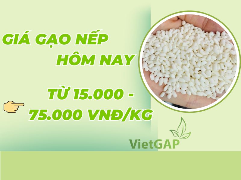 gia-gao-nep-hom-nay-bao-tien-1kg