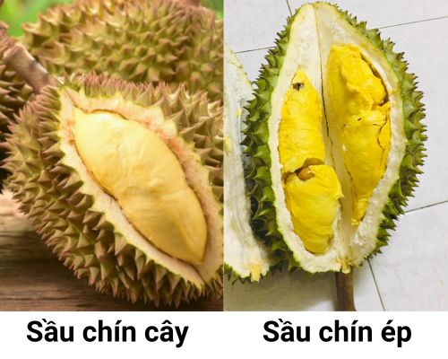 cach-nhan-biet-sau-rieng-chin-bang-gai