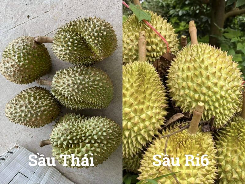 meo-phan-biet-sau-thai-va-ri6