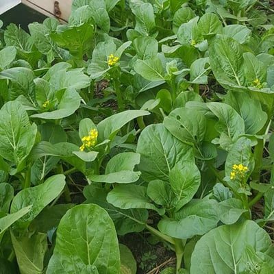 ky-thuat-trong-cai-ngong