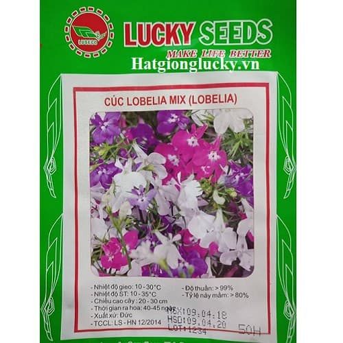 hat giong hoa cuc lobelia