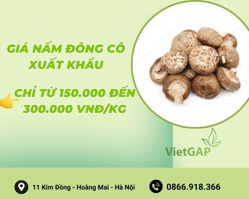 gia-nam-dong-co-xuat-khau