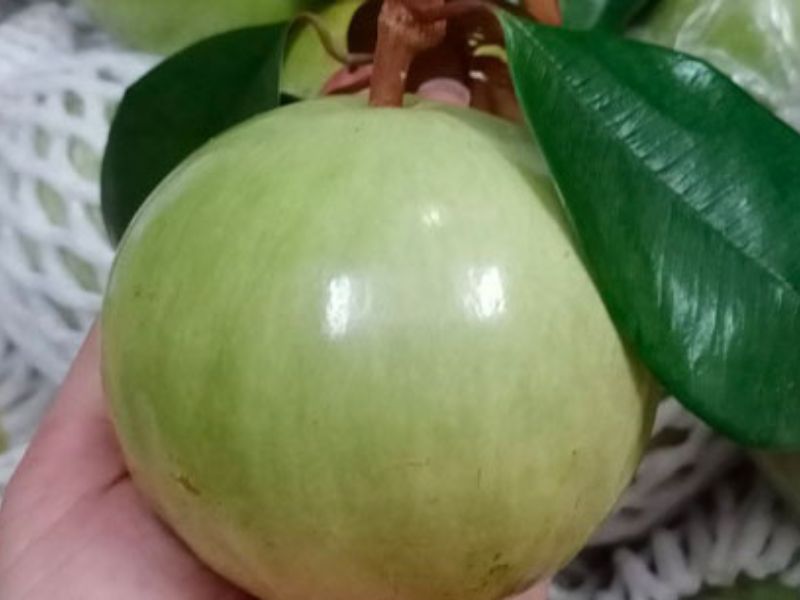 mua-vu-sua-o-dau