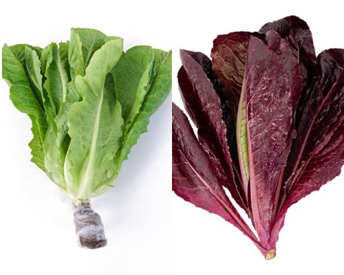 phan-biet-xa-lach-romaine-xanh-va-romaine-tim
