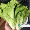 rau-xa-lach-romaine-nong-san-dung-ha-chat-luong