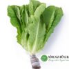 rau-xa-lach-romaine-xanh