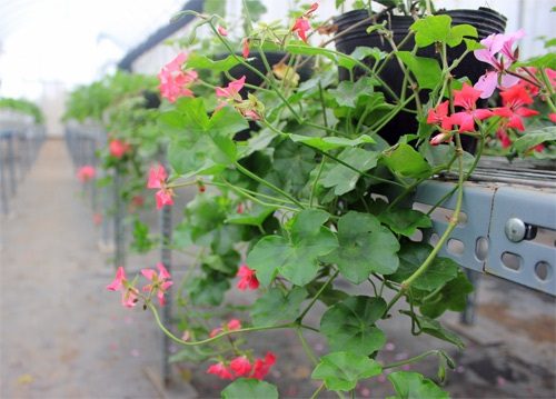 hạt giống hoa phong lữ thảo rủ
