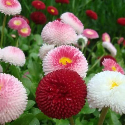 Giá hạt giống hoa cúc Bellis Heaven Giá hạt giống hoa cúc Bellis Heaven