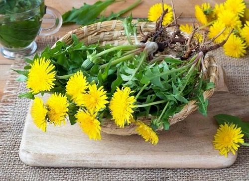 cây bồ công anh