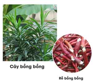 Cây sâm cau rừng vị thuốc bổ dương mạnh gân cốt Cây sâm cau rừng vị thuốc bổ dương mạnh gân cốt