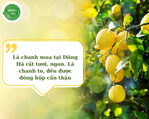 feedback-la-chanh