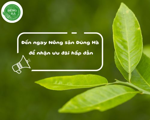 khuyen-mai-la-chanh