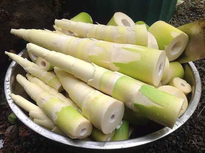 Măng lá tươi