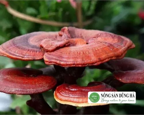 mua-nam-linh-chi-o-dau