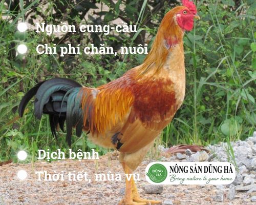 yeu-to-anh-huong-den-gia-ga-ta-hom-nay