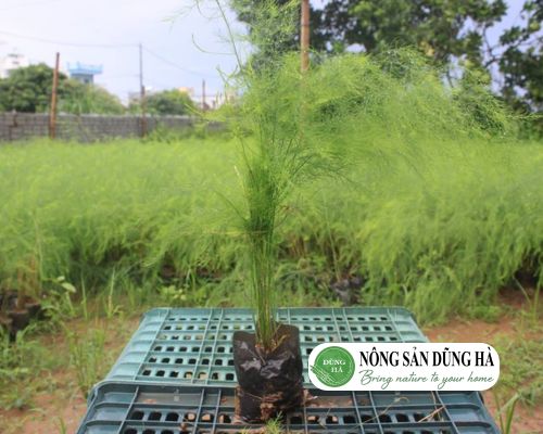 nong-san-dung-ha-ban-cay-giong-mang-tay-chat-luong