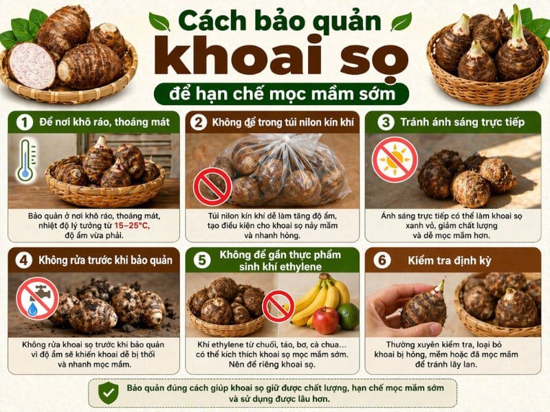 thac-mac-khoai-so-moc-mam-co-an-duoc-khong
