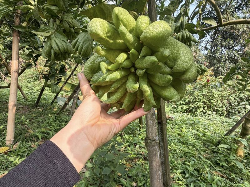 bat-mi-trai-phat-thu-co-an-duoc-khong