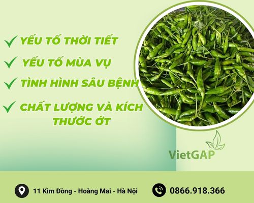 yeu-to-tac-dong-den-gia-ot-xiem-xanh-hom-nay