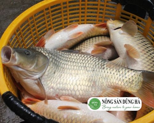 ca-chep-gion-bao-nhieu-1kg