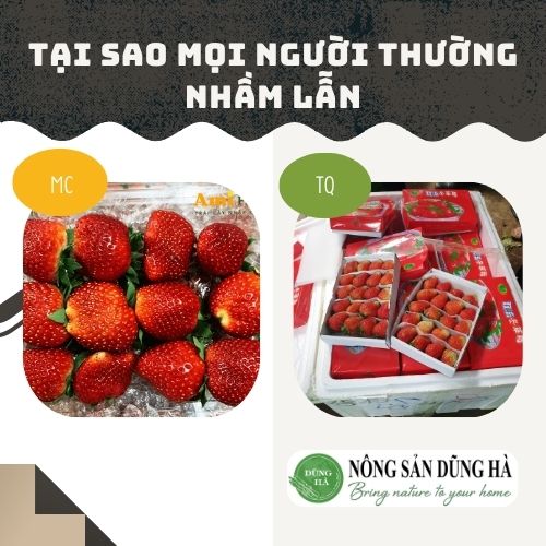Tai-sao-moi-nguoi-thuong-nham-lan-giua-dau-tay-Moc-Chau-va-dau-tay-Trung-Quoc