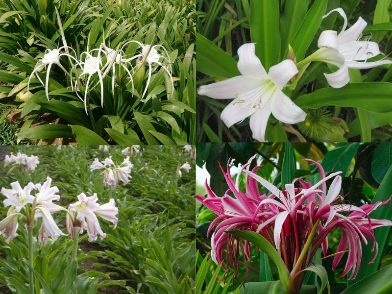 Trinh-nu-hoang-cung-co-may-loai