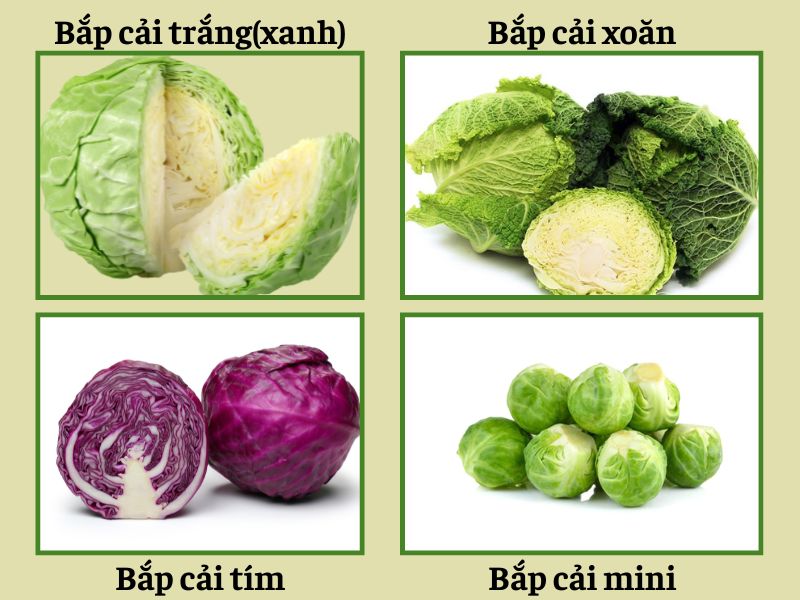 cach-trong-bap-cai-nang-suat-tot