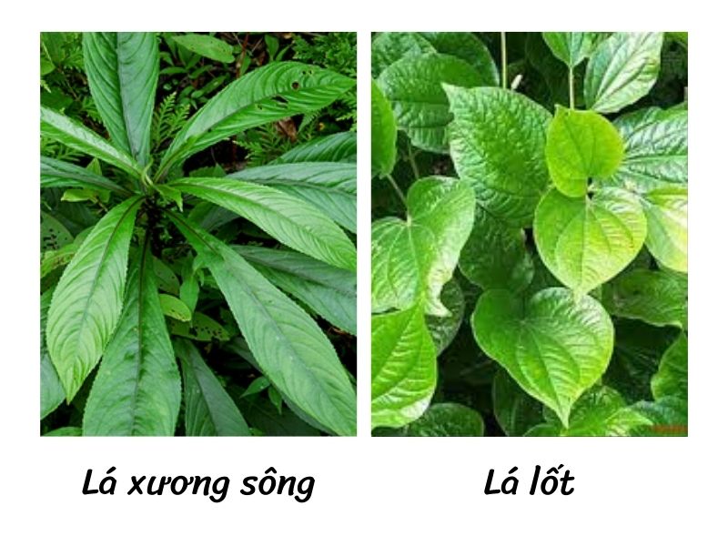 la-xuong-song-va-la-lot-giong-nhau-khong