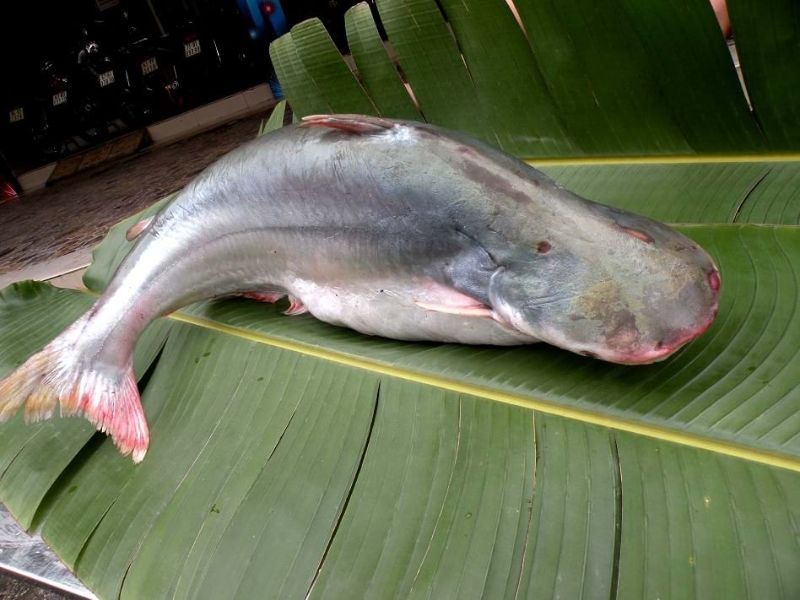 du-doan-gia-ca-dua-trong-tuong-lai