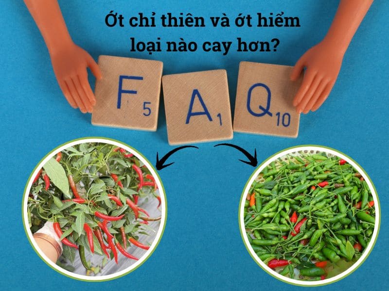 goc-tim-hieu-ot-chi-thien-va-ot-hiem-giong-nhau-khong