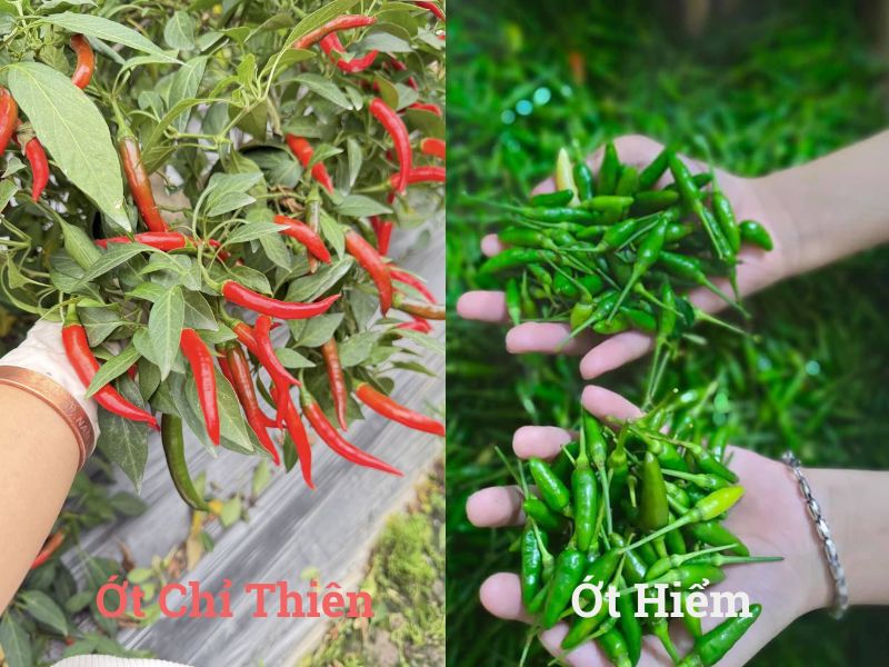 tim-hieu-ot-chi-thien-va-ot-hiem-giong-nhau-khong
